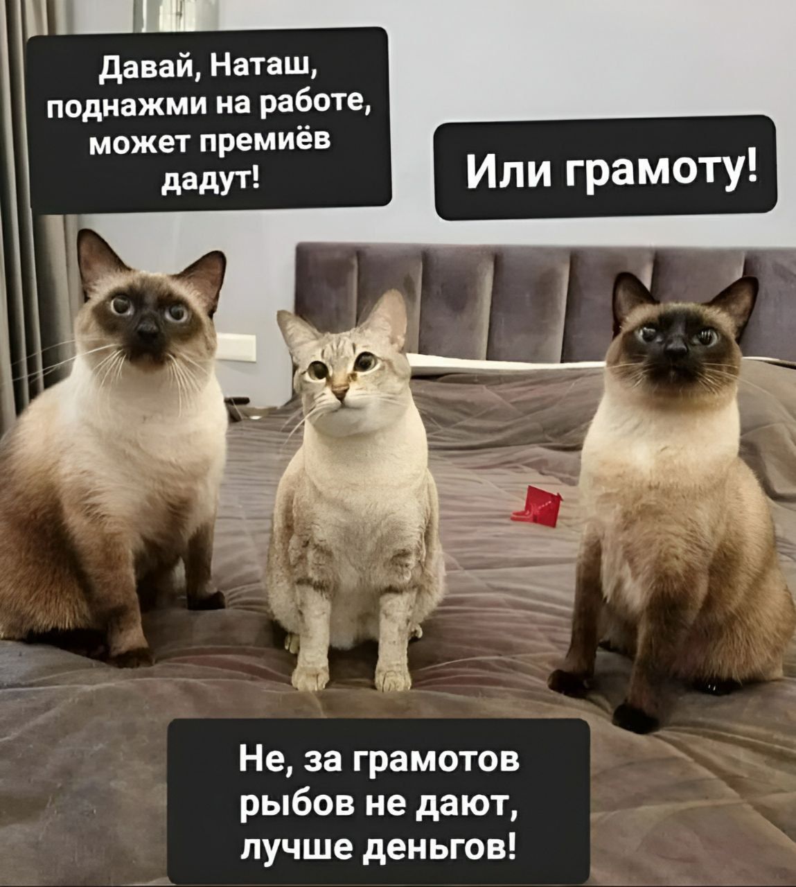 В1 1 НН Давай Наташ поднажми на работе может премиёв Не за грамотов рыбов не дают лучше деньгов