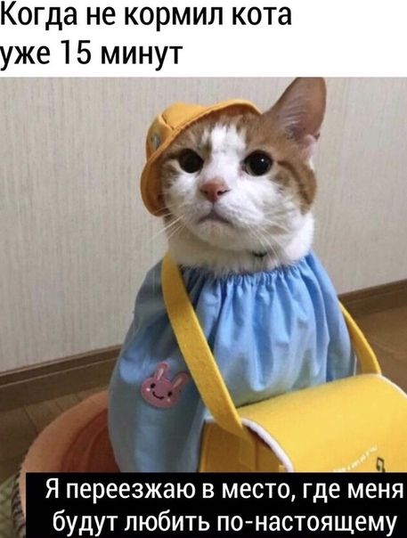 Когда не кормил кота уже 15 минут Я переезжаю в место где меня будут любить по настоящему
