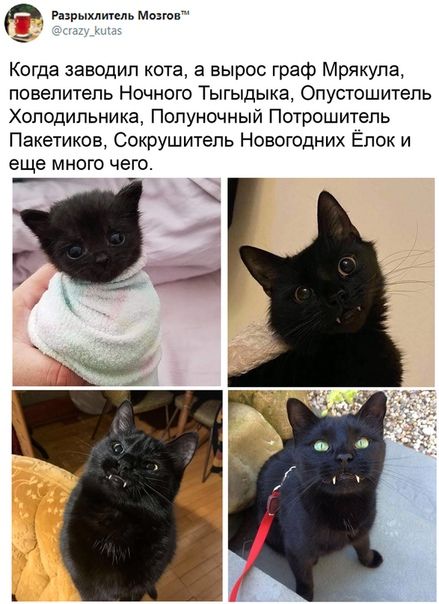 Р Разрыхлитель Мозгов Когда заводил кота а вырос граф Мрякула повелитель Ночного Тыгыдыка Опустошитель Холодильника Полуночный Потрошитель Пакетиков Сокрушитель Новогодних Ёлок и еще много чего