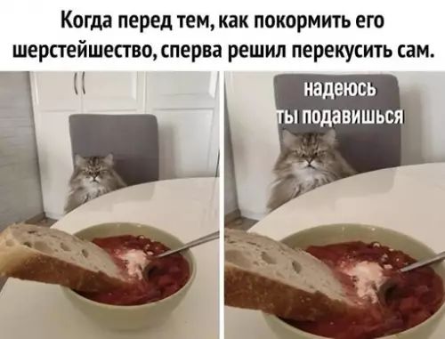 Когда перед тем как покормить его шерстейшество сперва решил перекусить сам надеюсь ТЫ подавишься т