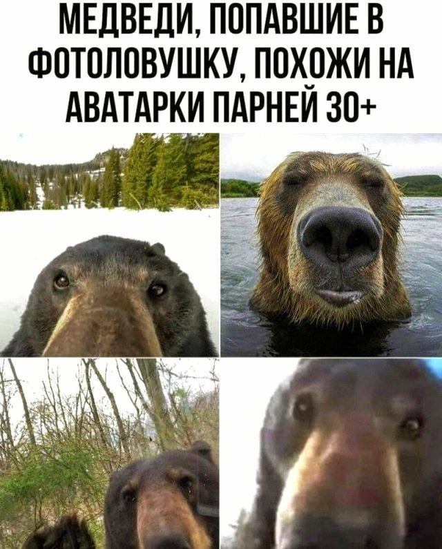 МЕДВЕДИ ПОПАВШИЕ В ФОТОЛОВУШКУ ПОХОЖИ НА АВАТАРКИ ПАРНЕЙ 30