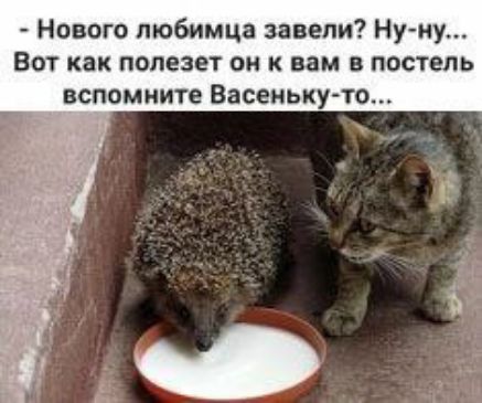 Нового любимца завели Ну ну Вот как полезет он к вам в постель вспомните Васеньку то