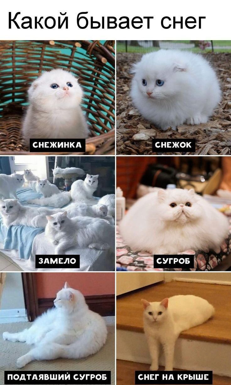 Какой бывает снег у Ч угроБ Б С р с з ё ПОДТАЯВШИЙ СУГРОБ