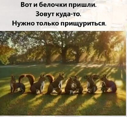 Вот и белочки пришли Зовут куда то Нужно только прищуриться