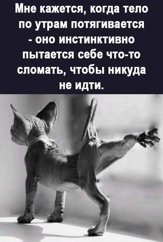 Мне кажется когда тело по утрам потягивается оно ИнСТИНКТИВНо пытается себе что то сломать чтобы никуда не идти