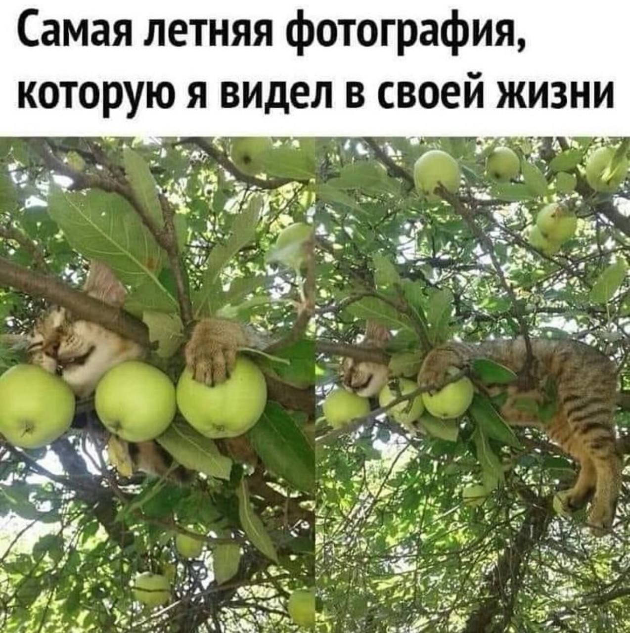 Самая летняя фотография которую Я видел в своей жизни
