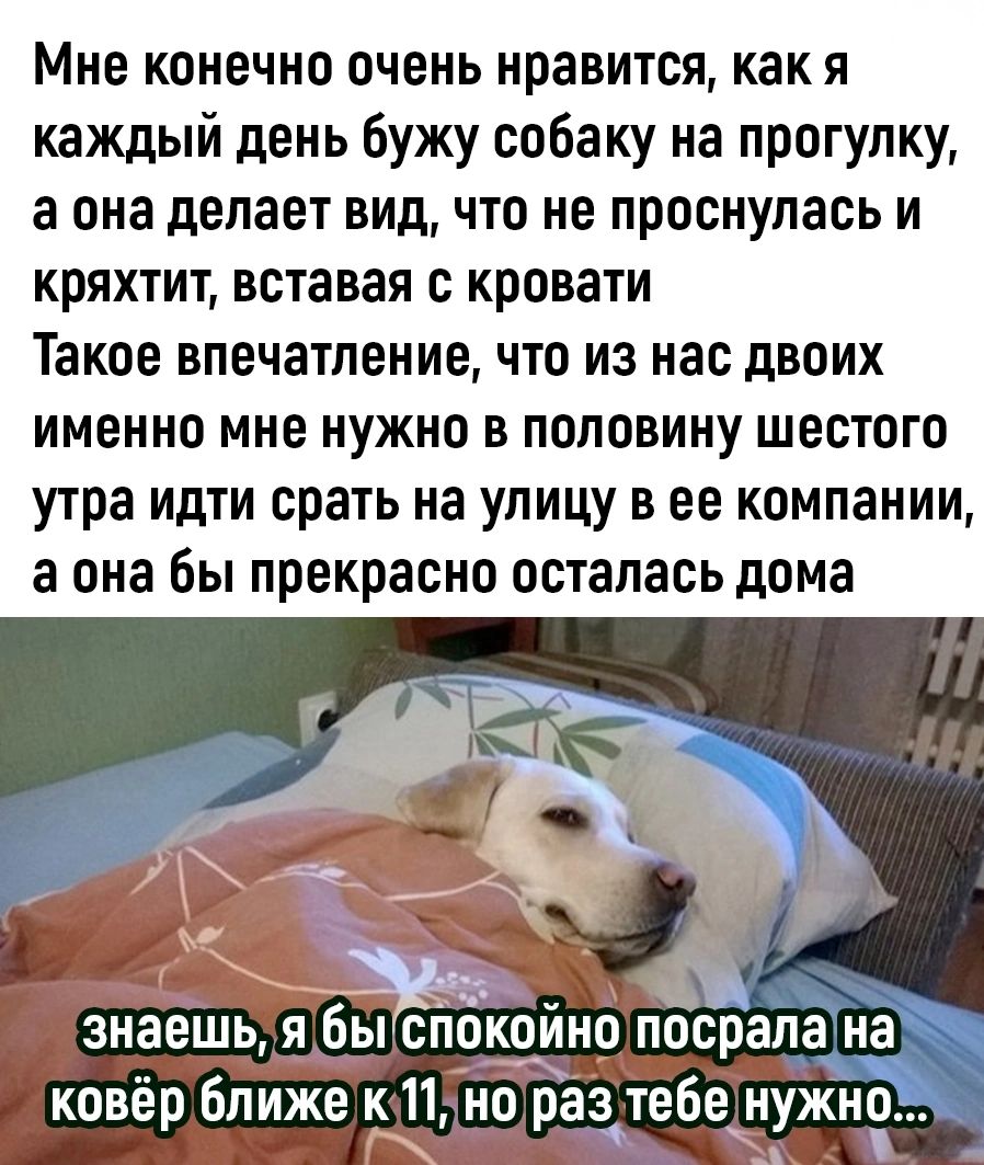 Мне конечно очень нравится как я каждый день бужу собаку на прогулку а она делает вид что не проснулась и кряхтит вставая с кровати Такое впечатление что из нас двоих именно мне нужно в половину шестого утра идти срать на улицу в ее компании а она бы прекрасно осталась дома знаешь я быспоко р 3е остоаыаифее Ч8 ковёр ближе к1но разл бенужн
