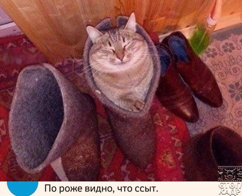 ы м По роже видно что ссыт