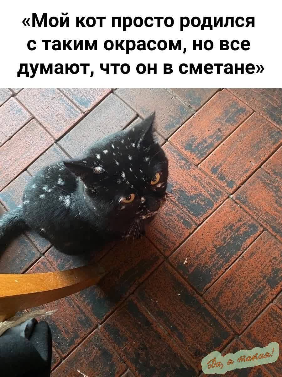 Мой кот просто родился с таким окрасом но все думают что он в сметане