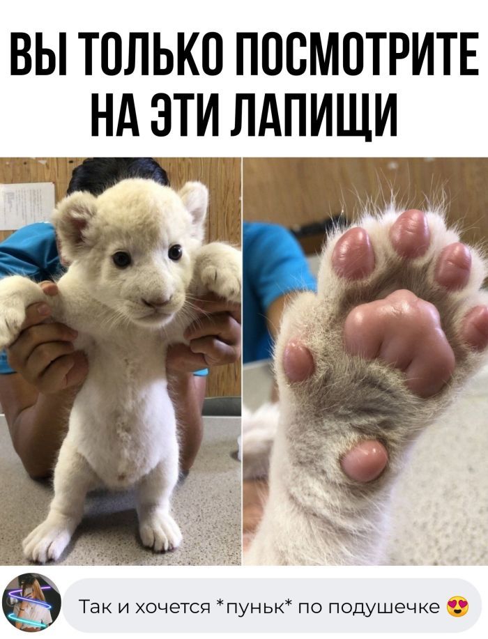 ВЫ ТОЛЬКО ПОСМОТРИТЕ Нд ЭТИ ЛАПИЩИ