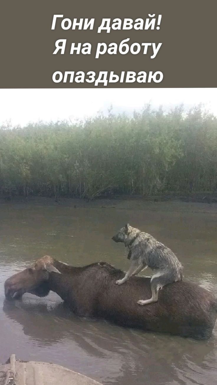 Гони давай Я на работу о1 11 1 0