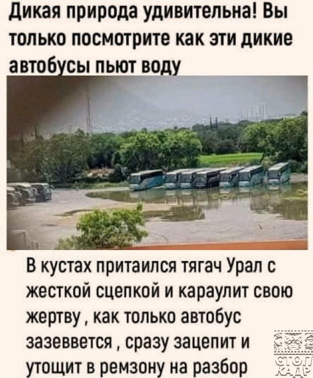 Дикая природа удивительна Вы только посмотрите как эти дикие автобусы пьют воду В кустах притаился тягач Урал с жесткой сцепкой и караулит свою жертву как только автобус зазеввется сразу зацепит и утощит в ремзону на разбор