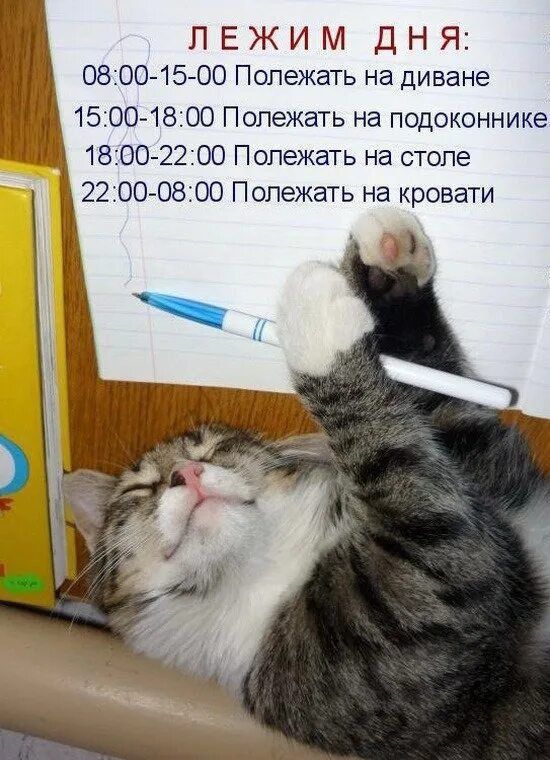 ЛЕЖИМ ДНЯ 0800 15 00 Полежать на диване 1500 1800 Полежать на подоконнике