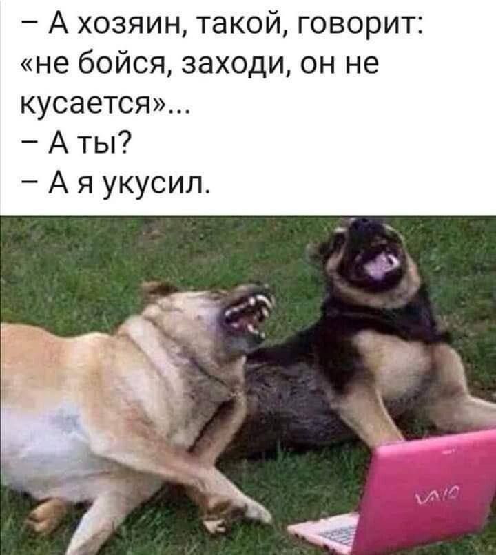 А хозяин такой говорит не бойся заходи он не кусается Аты Аяукусил