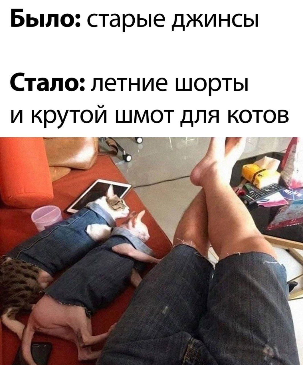 Было старые джинсы Стало летние шорты и КРУТОЙ ШМОТ ДЛЯ КОТОВ ш Р