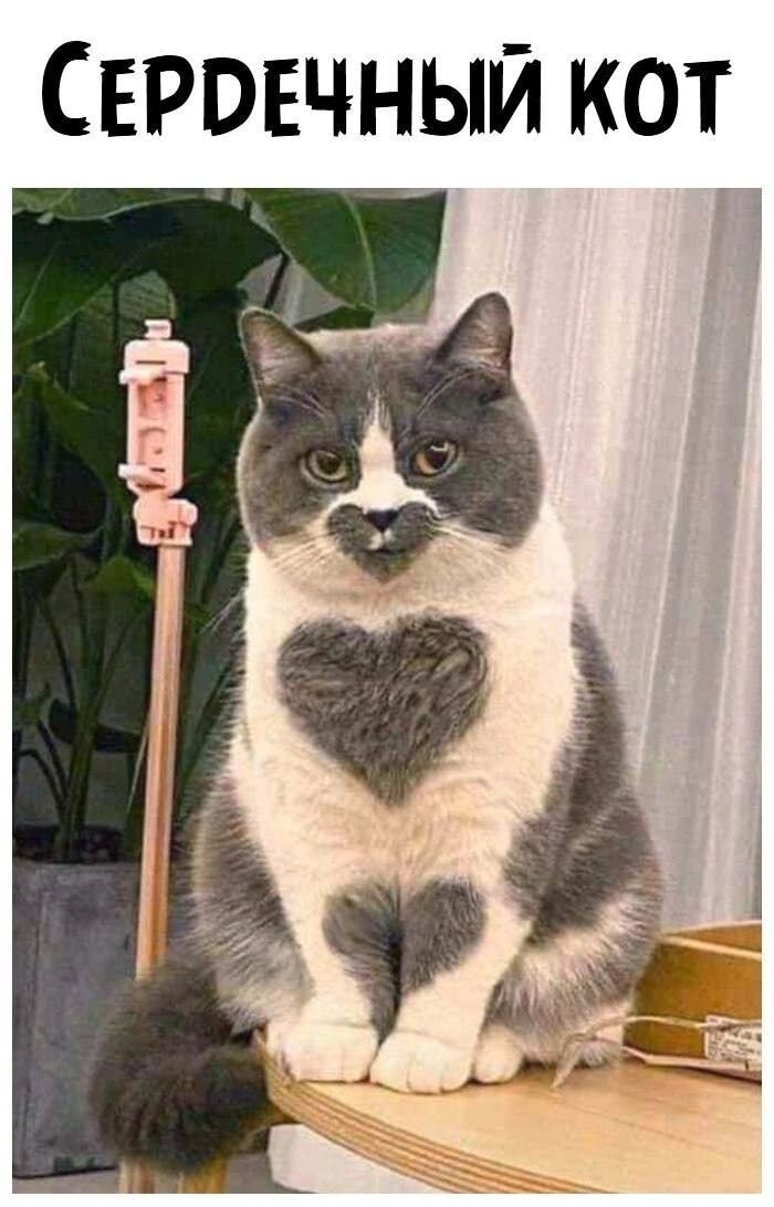 СЕРРЕЧНЫЙ КОТ