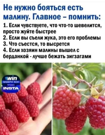 Не нужно бояться есть малину Главное помнить 1 Если чувствуете что что то шевелится просто жуйте быстрее 2 Если вы съели жука это его проблемы З Что съестся то высрется 4 Если хозяин малины вышел с берданкой лучше бежать зигзагами