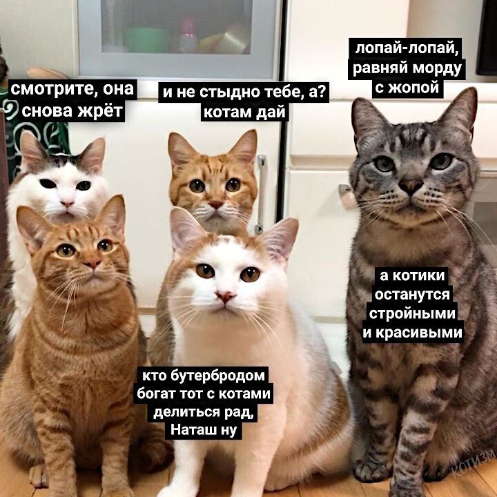 смотрите она снова жрёт С 3 акотики п останутся стройными и красивыми кто бутербродом богат тот с котами