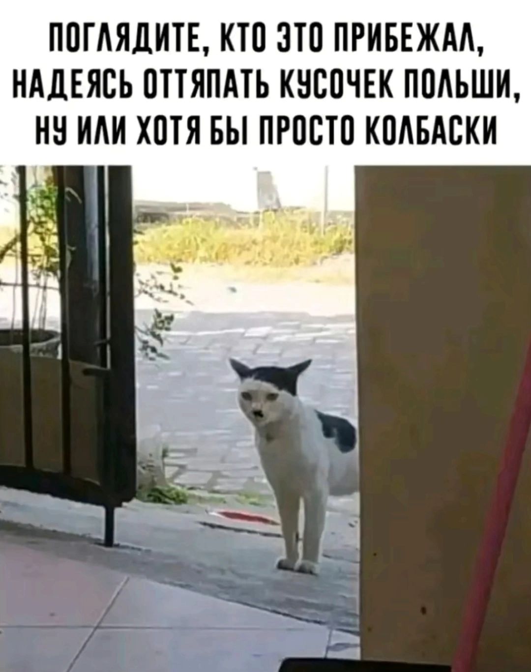 ПОГЛЯДИТЕ КТО ЭТО ПРИБЕЖАЛ НАДЕЯСЬ ОТТЯПАТЬ КУСОЧЕК ПОЛЬШИ НУ ИЛИ ХОТЯ БЫ ПРОСТО КОЛБАСКИ