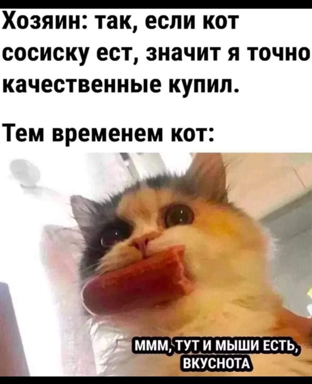 Хозяин так если кот сосиску ест значит я точно качественные купил Тем временем кот