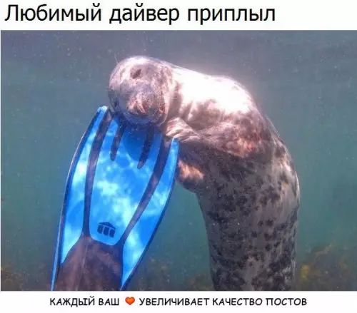 Любимый дайвер приплыл КАЖДЫЙ ВАШ УВЕЛИЧИВАЕТ КАЧЕСТВО ПОСТОВ