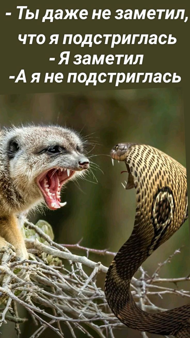 Ты даже не заметил ылКор И те1 оя о Тр1Г То Я заметил Аяне подстриглась