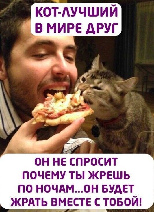КОТ ЛУЧШИЙ В МИРЕ ДРУГ ОН НЕ СПРОСИТ ПОЧЕМУ ТЫ ЖРЕШЬ ПО НОЧАМОН БУДЕТ ЖРАТЬ ВМЕСТЕ С ТОБОЙ