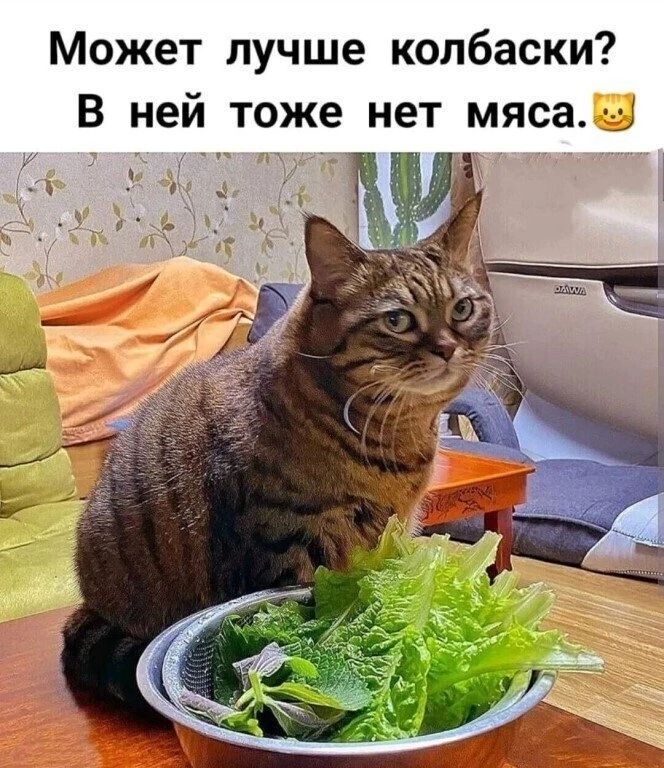 Может лучше колбаски В ней тоже нет мяса