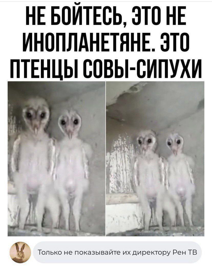 НЕ БОЙТЕСЬ ЭТО НЕ ИНОПЛАНЕТЯНЕ ЭТО ПТЕНЦЫ СОВЫ СИПУХИ