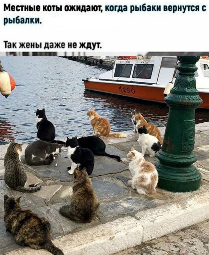 Местные коты ожидают когда рыбаки вернутся с рыбалки Так жены даже не ждут т ___