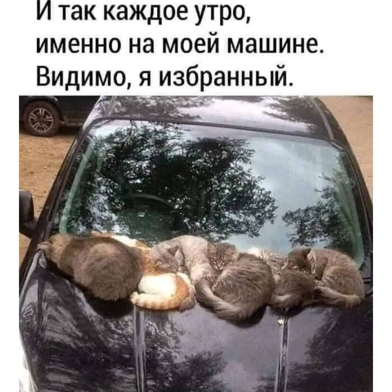 так каждое утро именно на моей машине Видимо я избранный