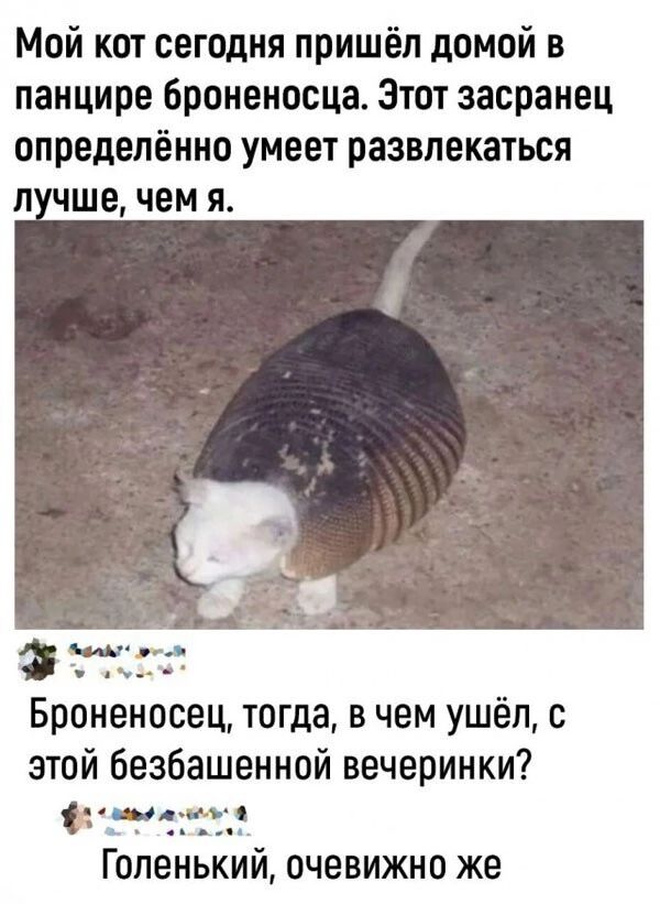 Мой кот сегодня пришёл домой в панцире броненосца Этот засранец определённо умеет развлекаться лучше чем я ла э Броненосец тогда в чем ушёл с этой безбашенной вечеринки 8 Я фна Гопенькии очевижно же