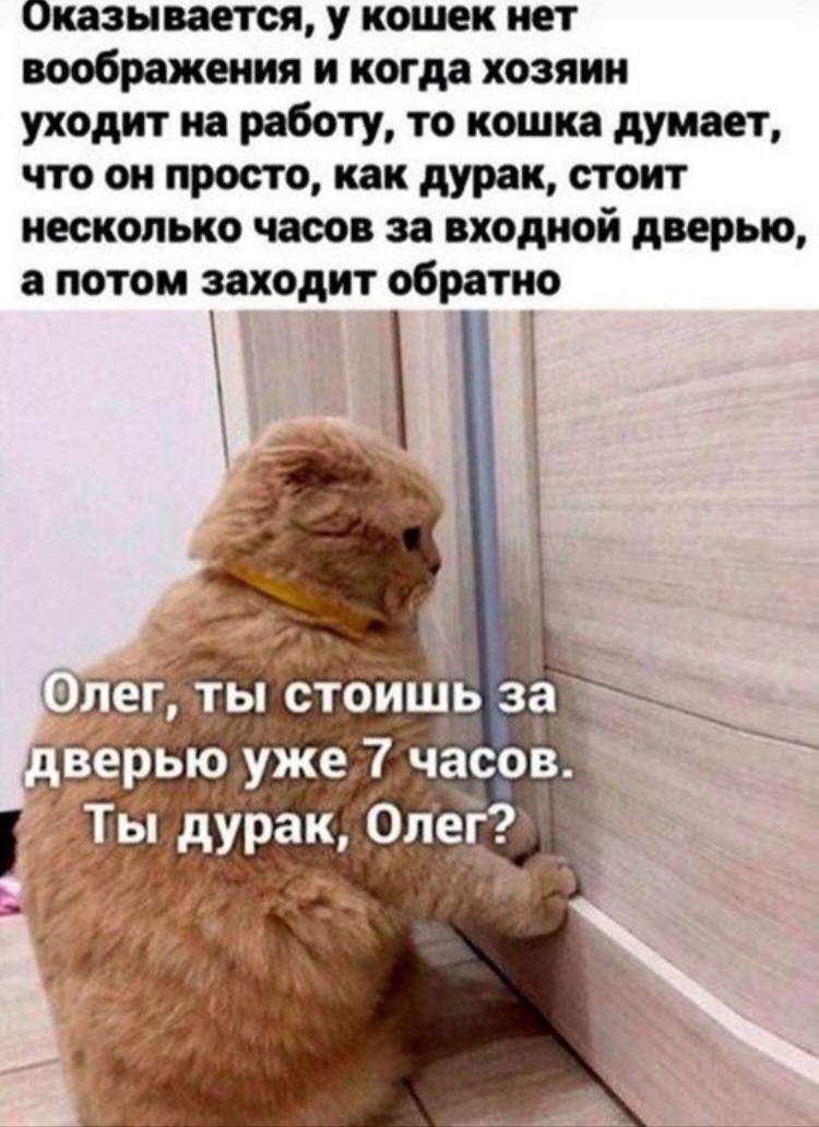 Эказывается у кошек нет воображения и когда хозяин уходит на работу то кошка думает что он просто как дурак стоит несколько часов за входной дверью апотом заходит обратно