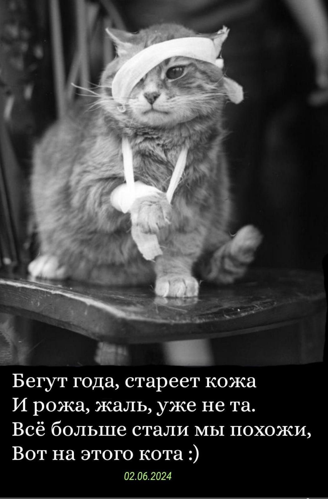 Бегут года стареет кожа И рожа жаль уже не та Всё больше стали мы похожи Вот на этого кота 02062024