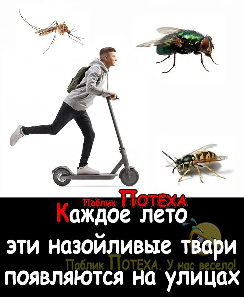 Повлик Г ТОТЕХА Каждое лето эти назойливые твари появляются на улицах