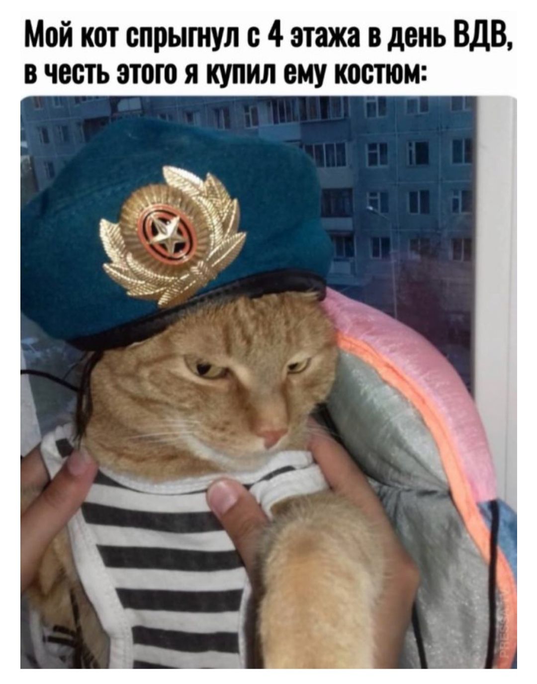 Мой кот спрыгнул с 4 этажа в день ВДВ в честь этого я купил ему костюм