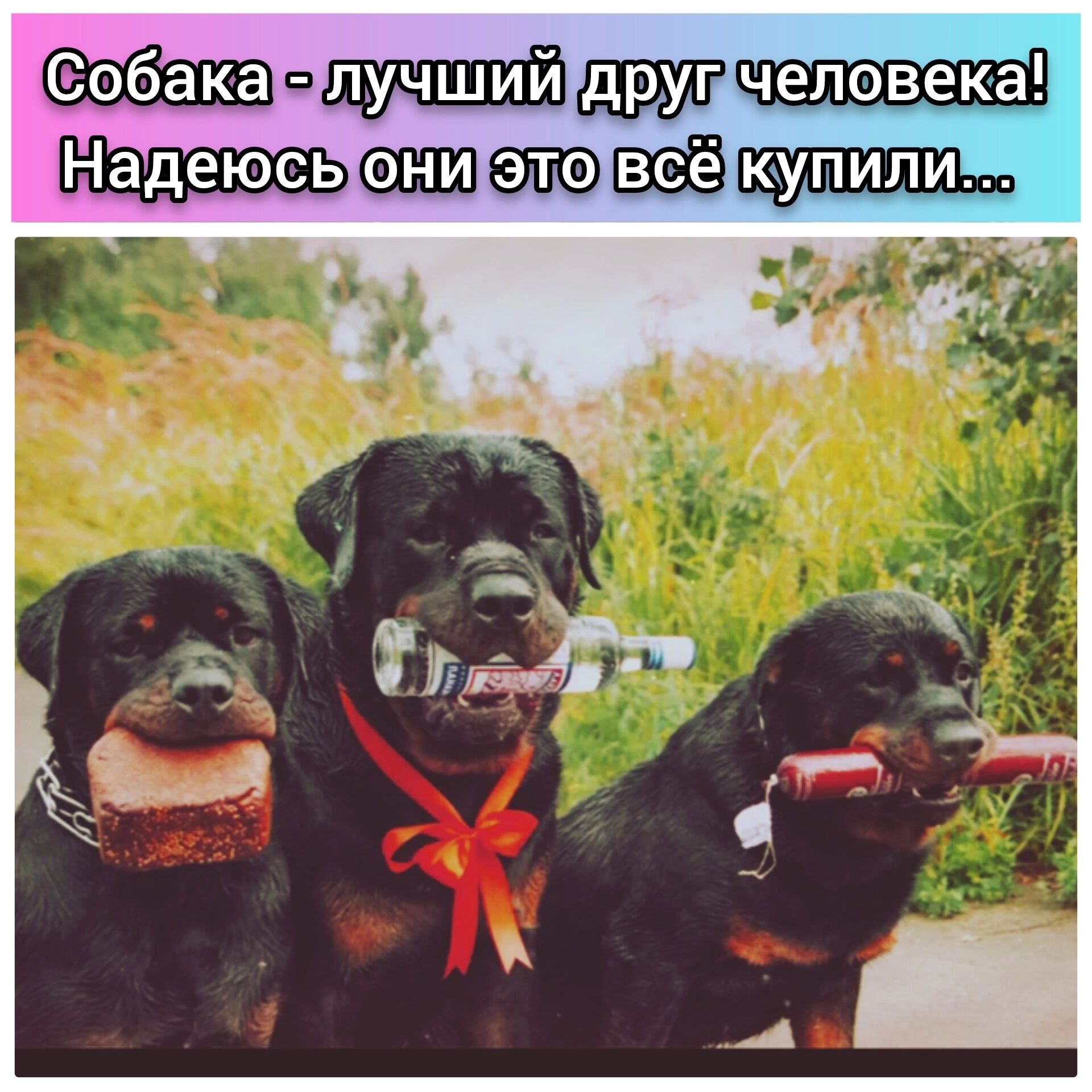 Собакаклучшийдрущчеловека АЕущуетоуеть С Л СОАЛ