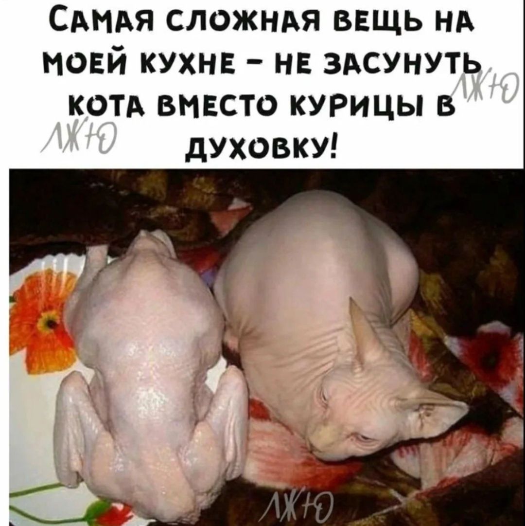 САМАЯ СЛОЖНАЯ ВЕЩЬ НА МОЕЙ КУХНЕ НЕ ЗАСУНУТЬ КОТА ВМЕСТО КУРИЦЫ В ДУХОВКУ