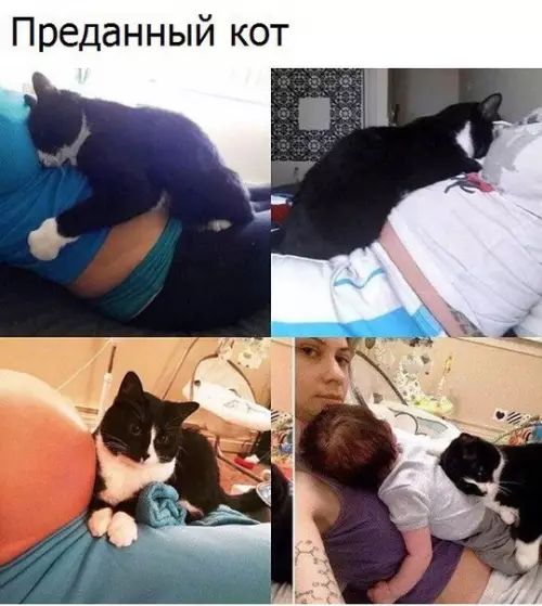 Преданный кот