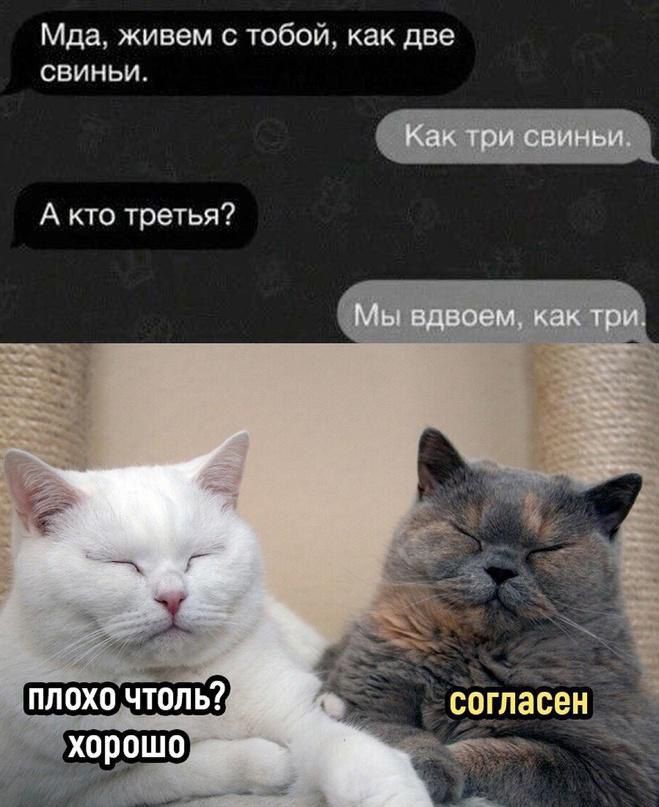 Мда живем с тобой как две свинЬи А кто третья