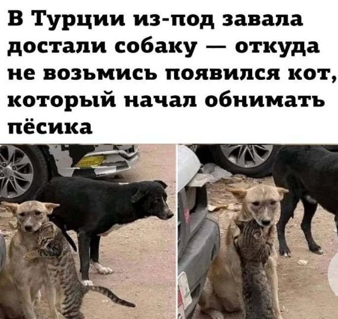 В Турции из под завала достали собаку откуда не возъьмись появился кот КОТОРЪй начал обнимать