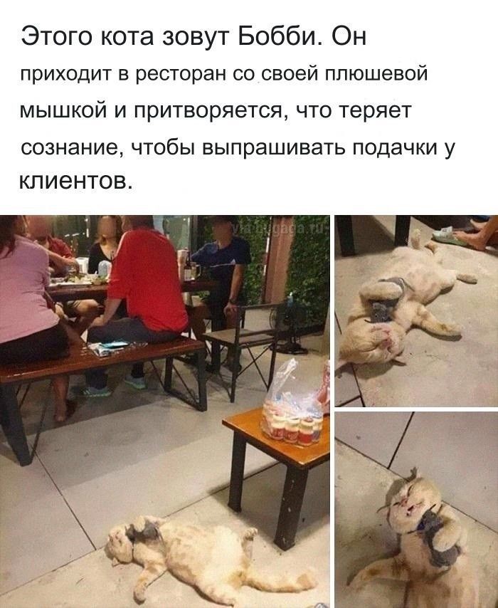 Этого кота зовут Бобби Он приходит в ресторан со своей плюшевой мышкой и притворяется что теряет сознание чтобы выпрашивать подачки у клиентов