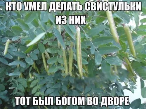 КТОУМЕЛ ДЕЛАТЬ СВИСТУЛЬКИ из Нх й а Ё 1530 ОИа Ь а ТОТ БЫЛ БОГОМ водврдаиъА