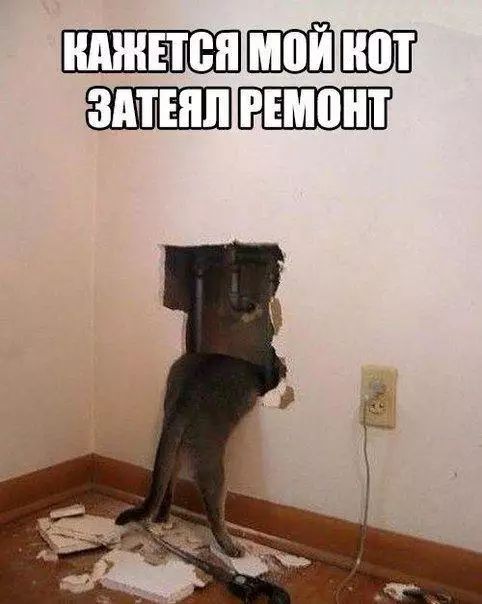 КАЖЕТСЯ МОЙ КОТ