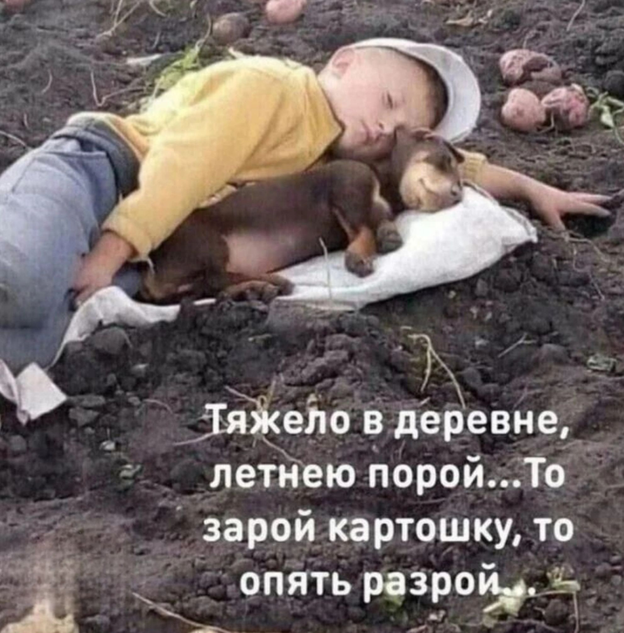 яіело в деревне летнею порои То зарой картошку то Ё_ опять разрой