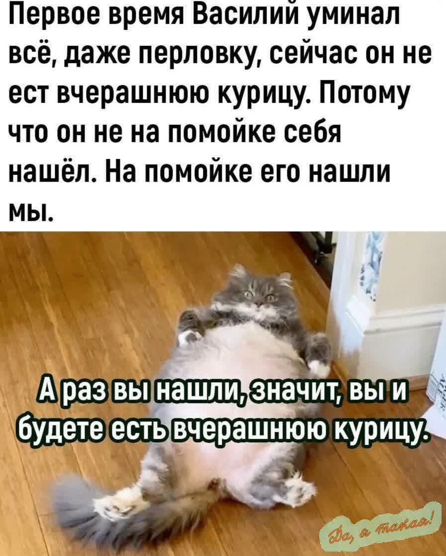 Первое время Василии уминал всё даже перловку сейчас он не ест вчерашнюю курицу Потому что он не на помойке себя нашёл На помойке его нашли мЫ в развыінашпи Значит будетелестывчерашнюю курицу