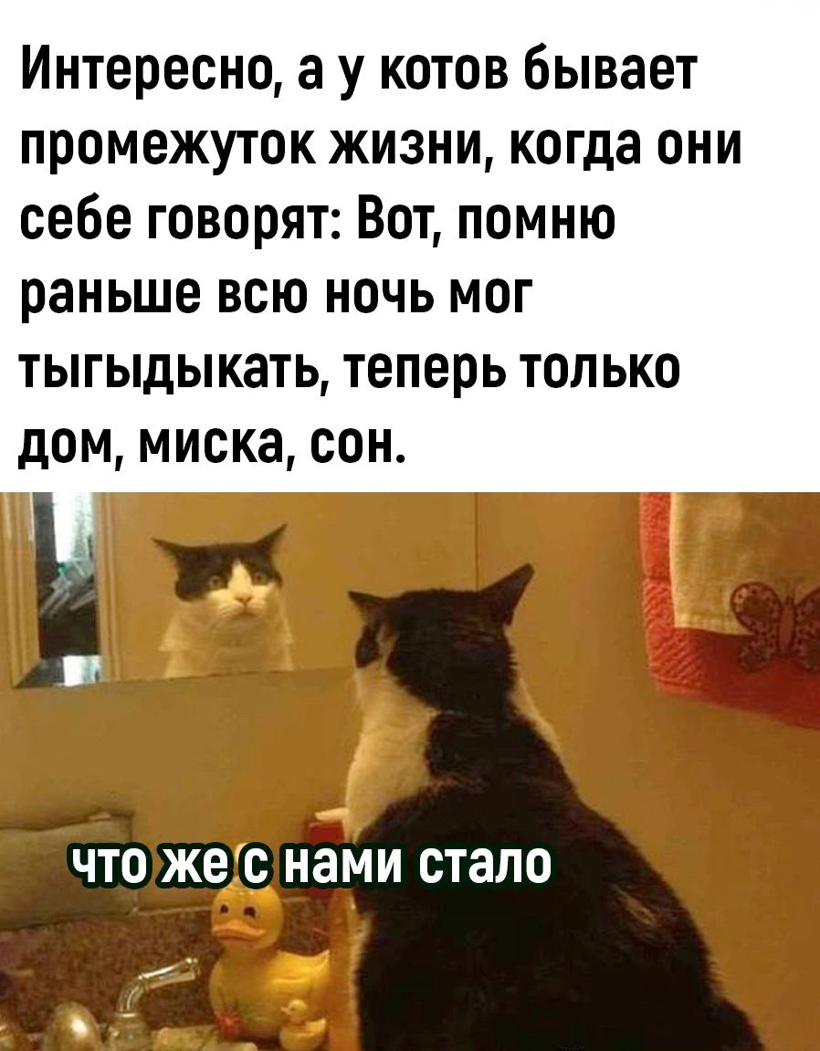 Интересно а у котов бывает промежуток жизни когда они себе говорят Вот помню раньше всю ночь мог тыгыдыкать теперь только дом миска сон чтожес нами стало а
