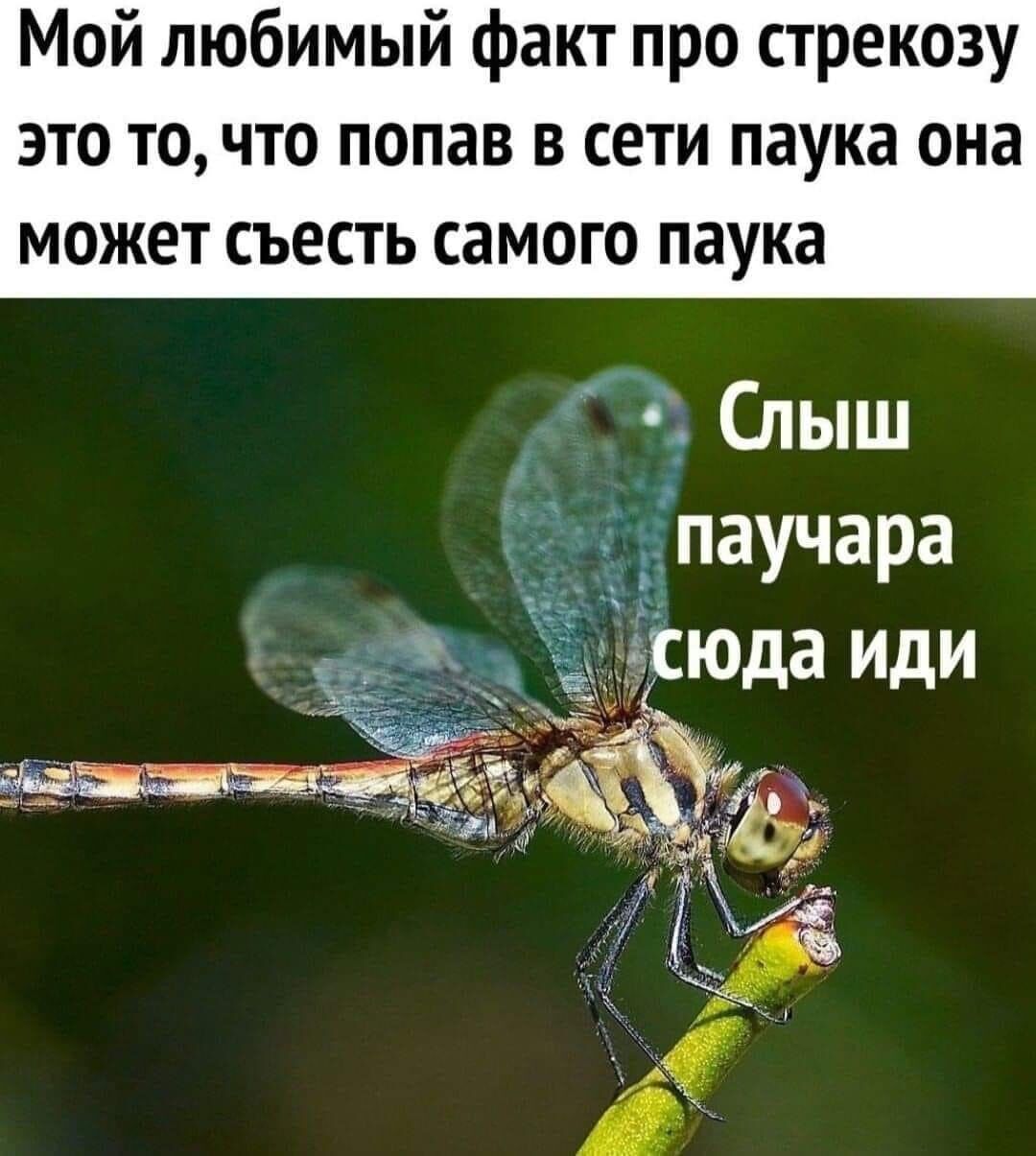 Мой любимый факт про стрекозу это то что попав в сети паука она может съесть самого паука 5 3 Слыш паучара