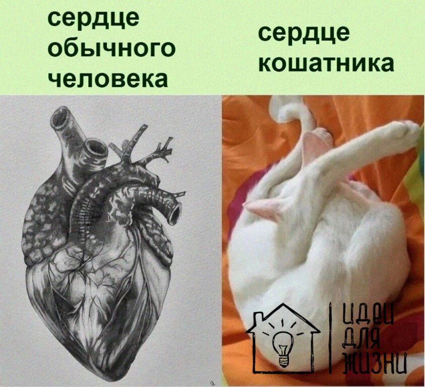 сердце обычного сораще кошатника человека