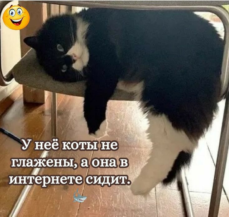 3 У нее КотЫ Е_ интернете СИДИТ н ООО